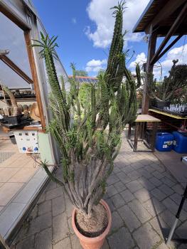 Euphorbia fimbriata